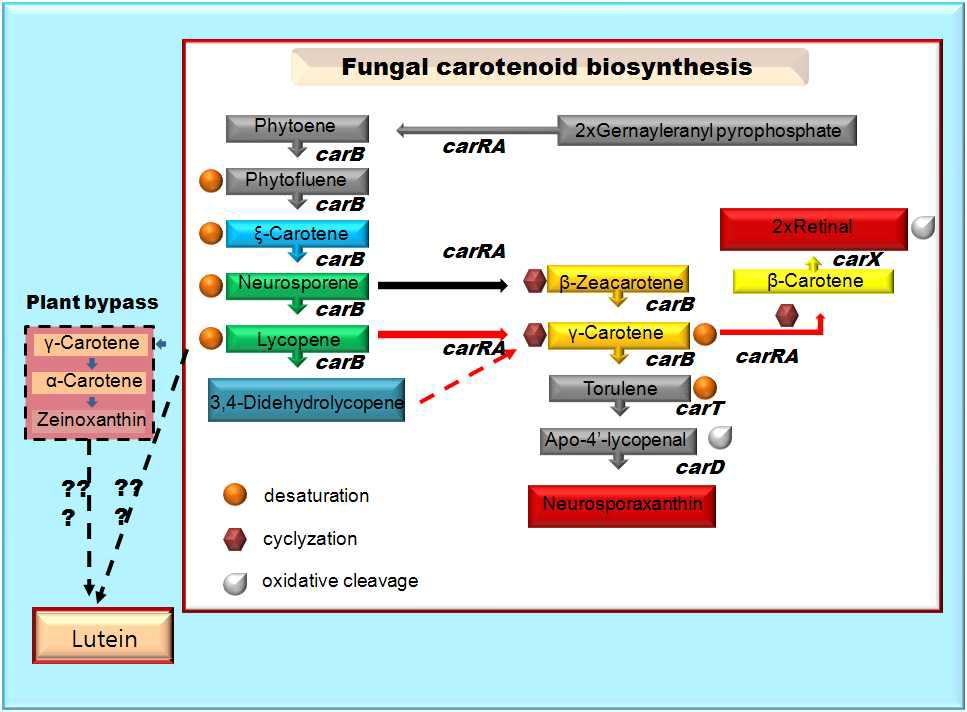 동충하초 균류 에서 알려진 카로테노이드 생합성 경로