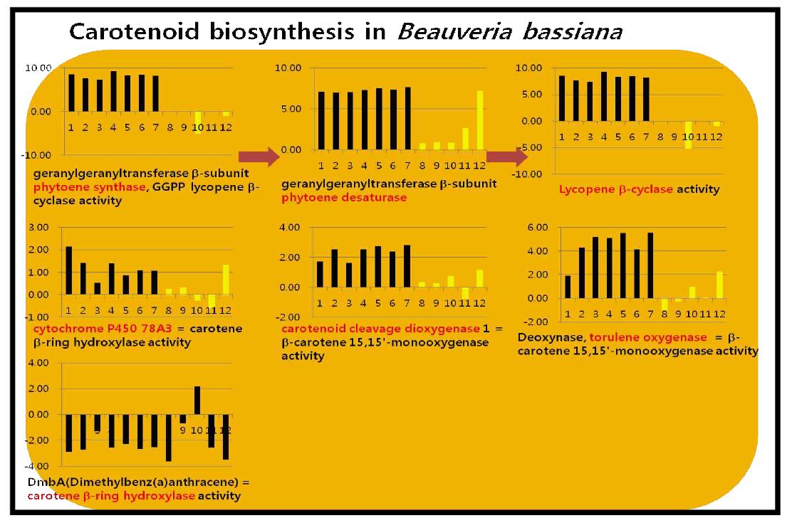 노랑다발 동충하초의 carotenoid pathway의 구성 유전자 전사체 패턴 분석