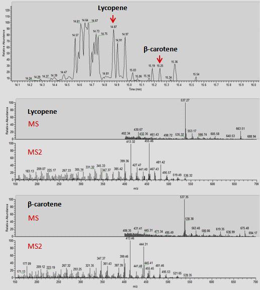 노랑다발 동충하초 함유 carotenoid의 MS 및 MS2 spectrum