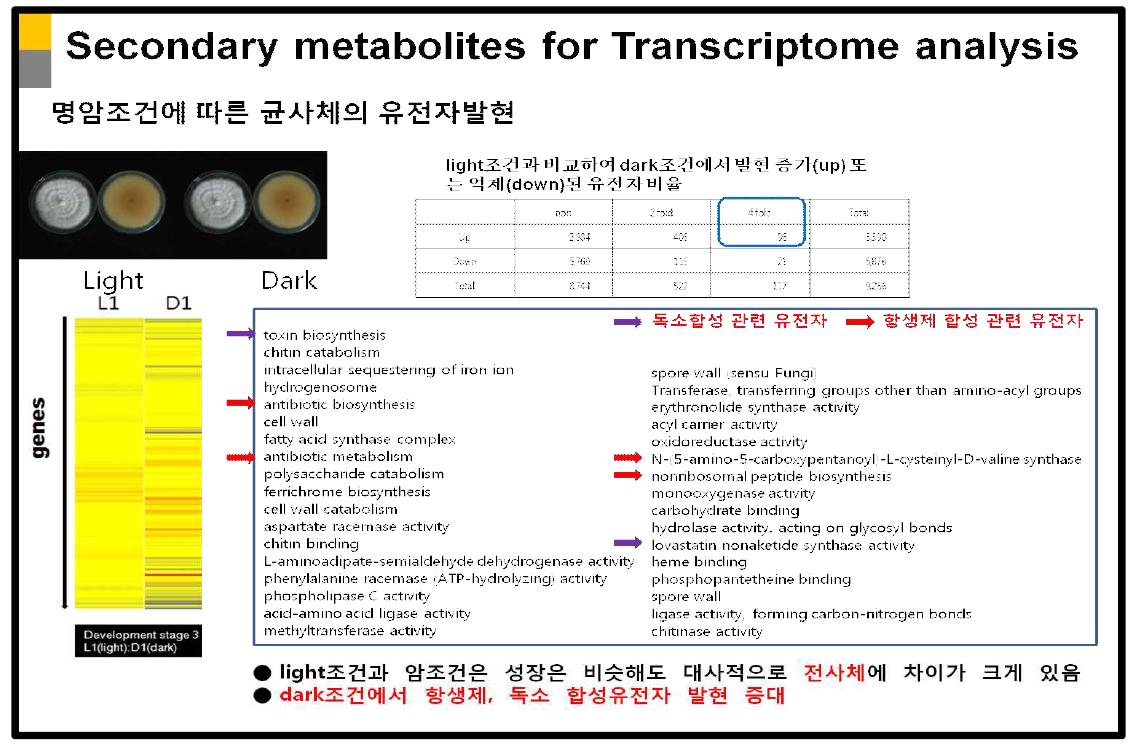 명암조건에 따른 균사체 유전자 발현 정도의 결과