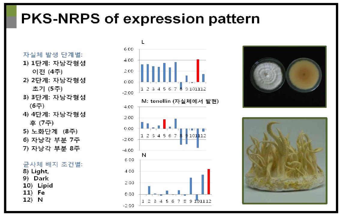 Hybrid PKS-NRPS 전사체 패턴 분석