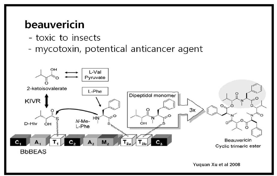 Beauvericin 합성 NRPS의 도메인 구조