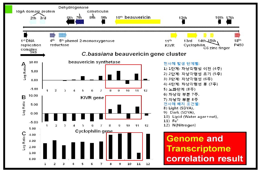 beavericin gene cluster 유전자와 전사체 데이터의 연관 분석도