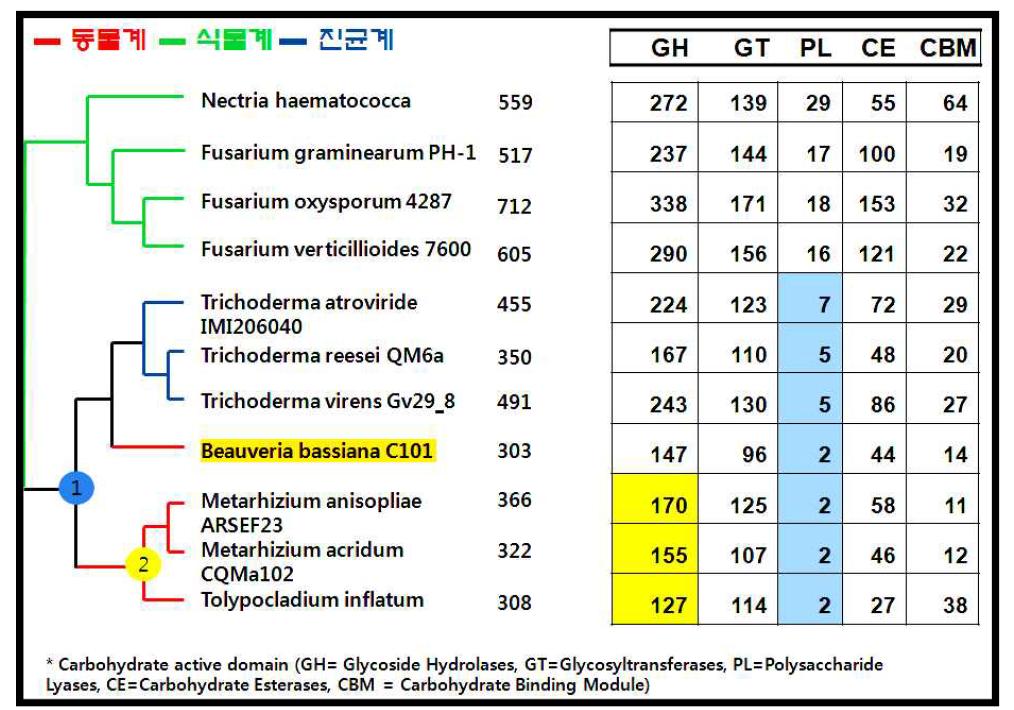 노랑다발 동충하초와 그 유연종들의 계통학적 위치와 Cabohydrate-active enzyme (CAZyme)의 분포