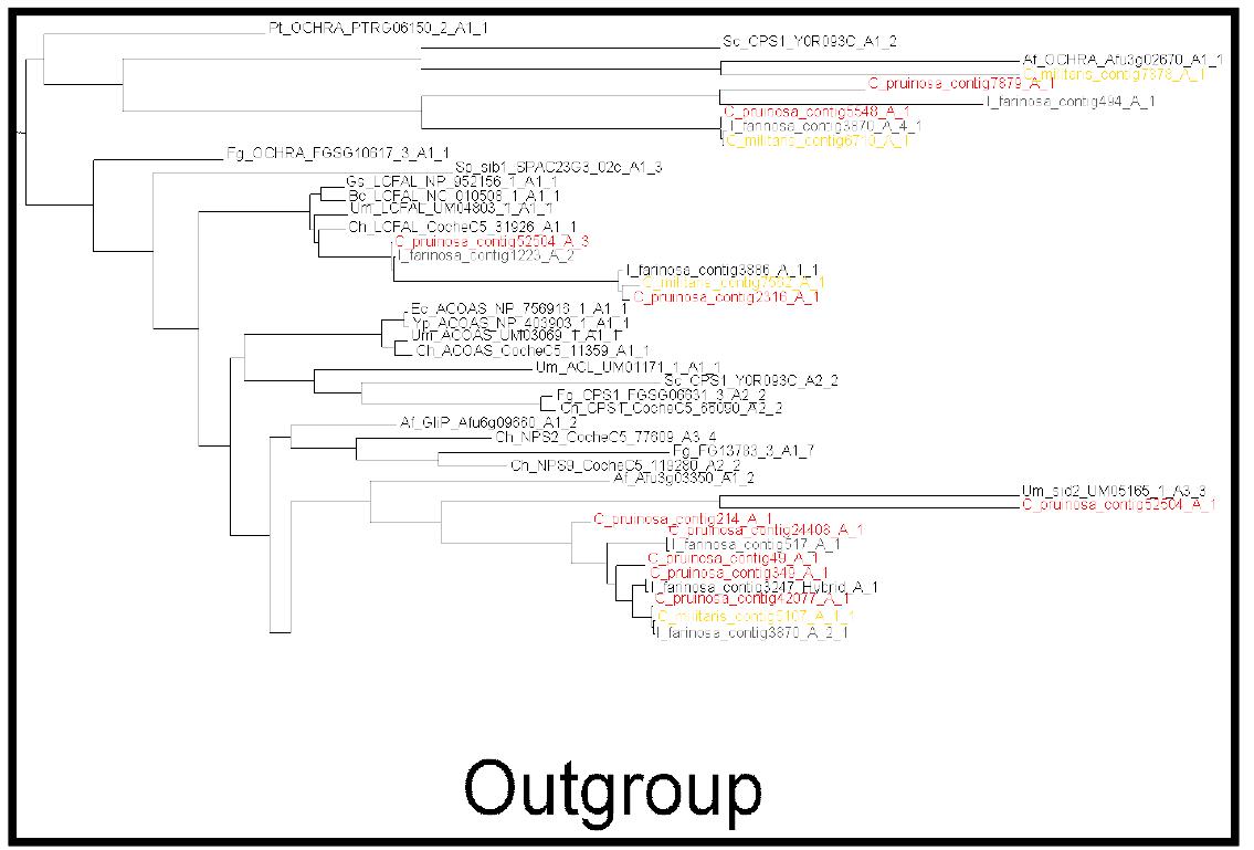 A domain을 토대로 작성한 계통도 중 Outgroup 클레이드