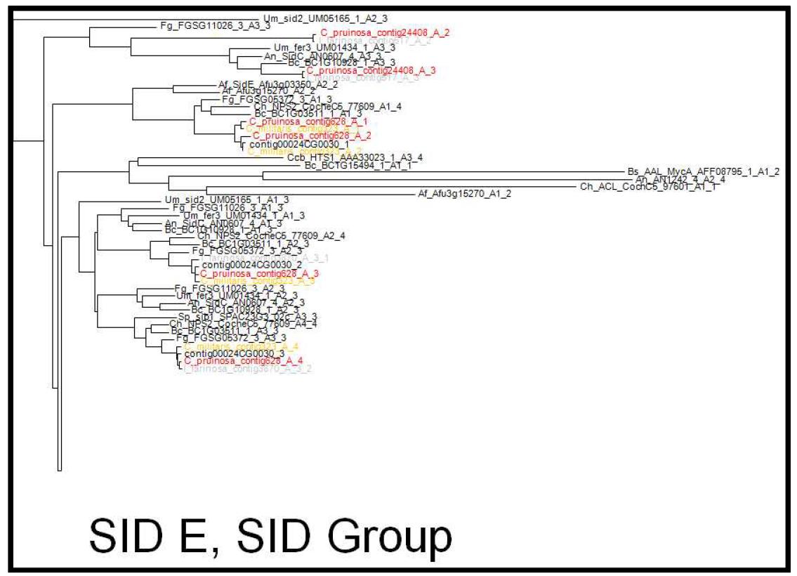 SID E, SID subfamily 계통도
