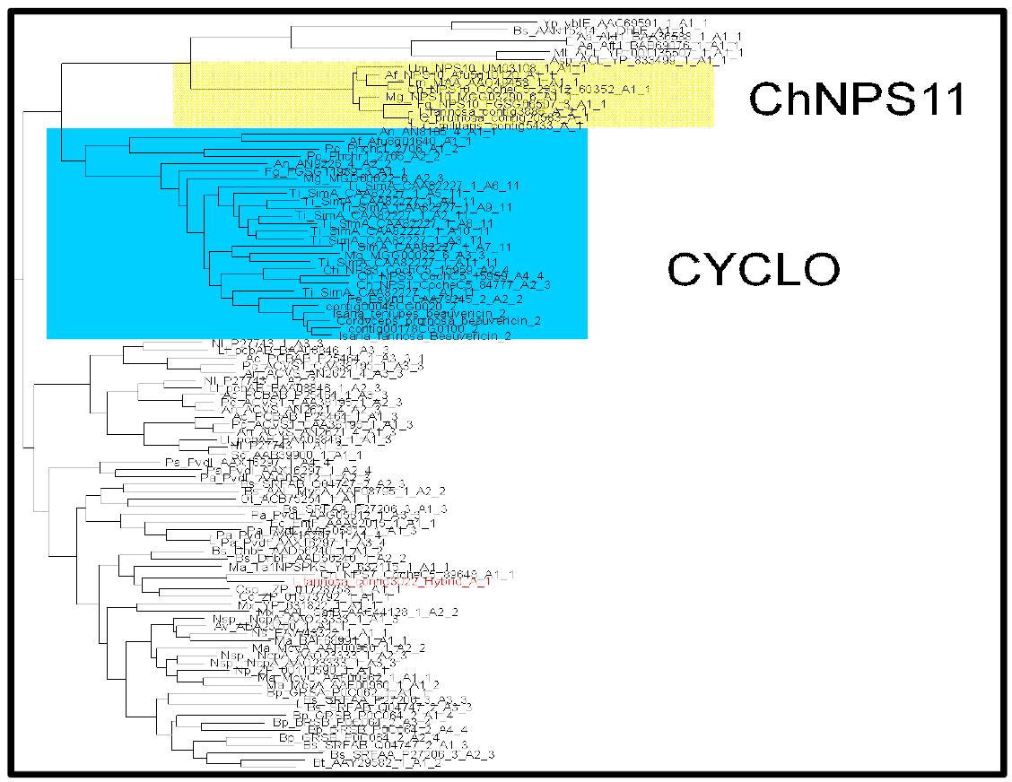 ChNPS11/ETP, CYCLO 포함된 부분의 계통도