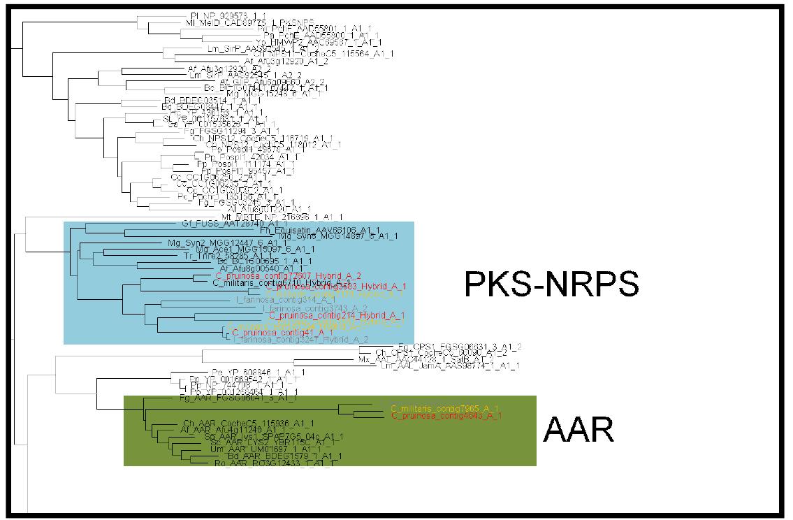 PKS-NRPS subfamily, AAR subfamily 계통도