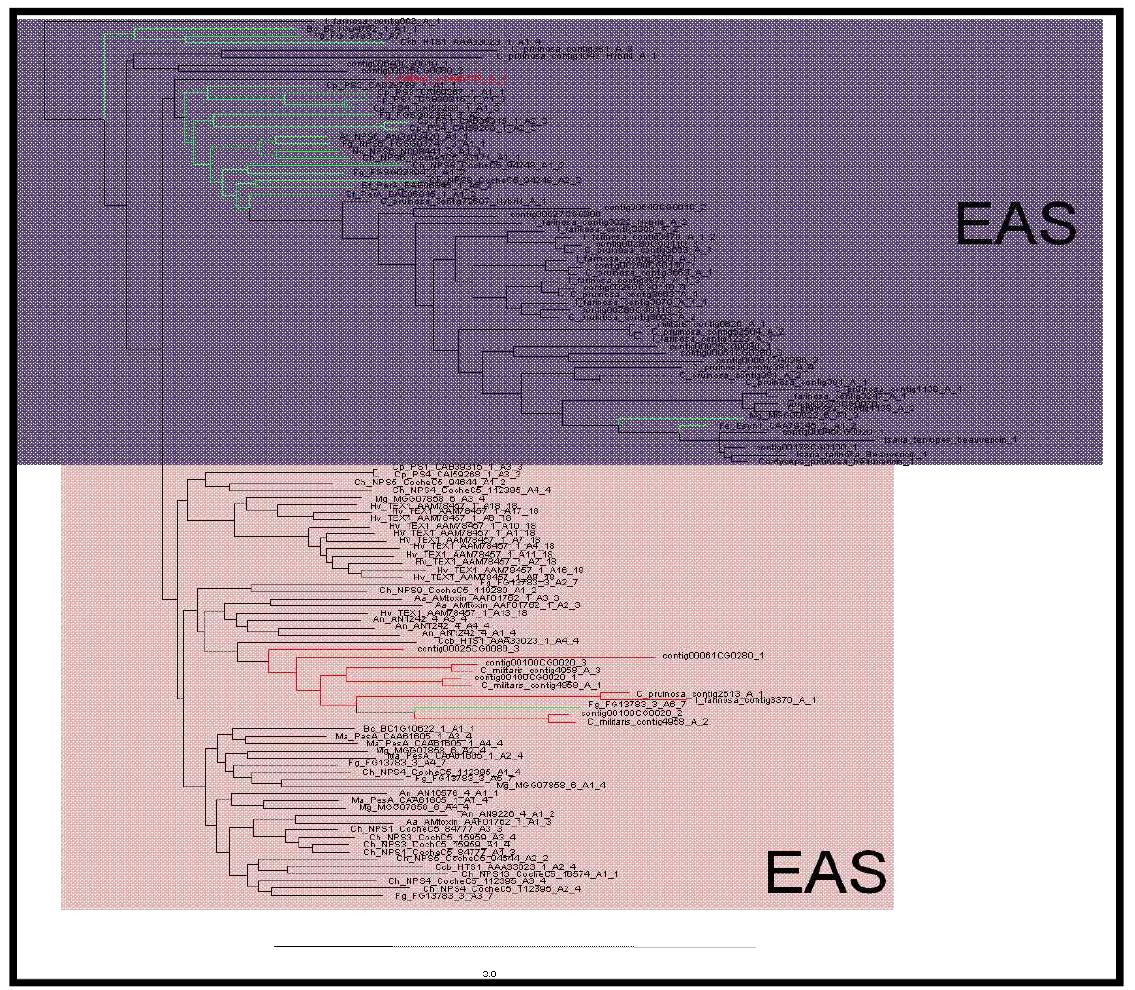 EAS subfamily의 계통도