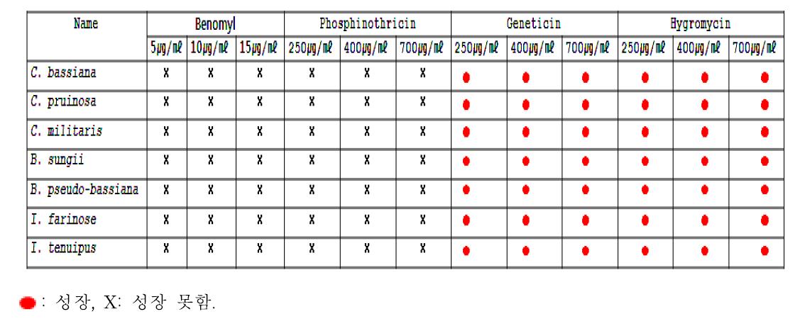동충하초 균주에 대한 항생제 감수성 테스트