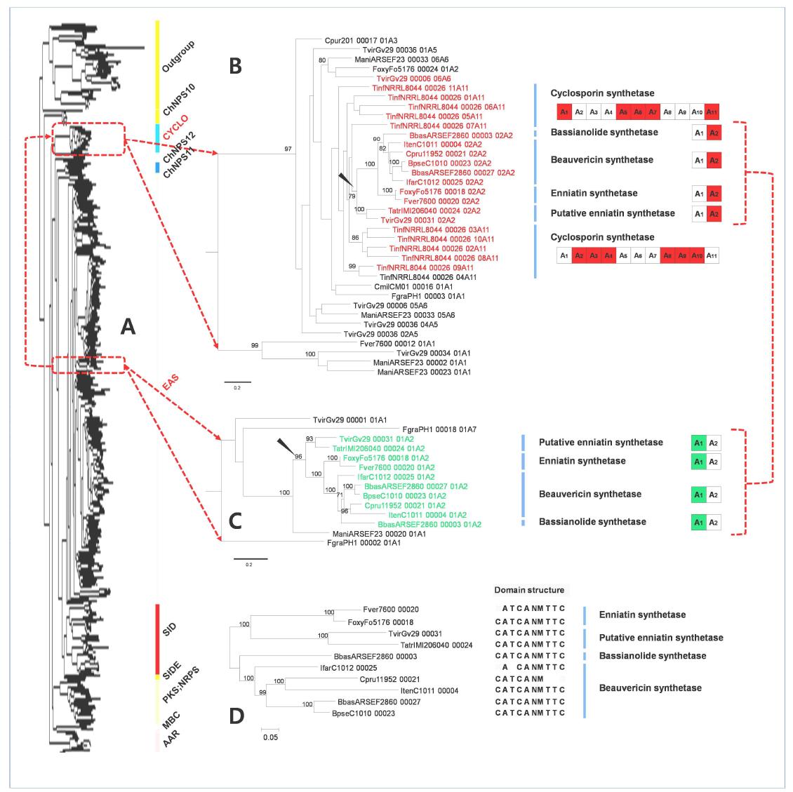 Phylogenetic groupings of beauvericin and bassianolide synthetases representingrecombinant domain structures.