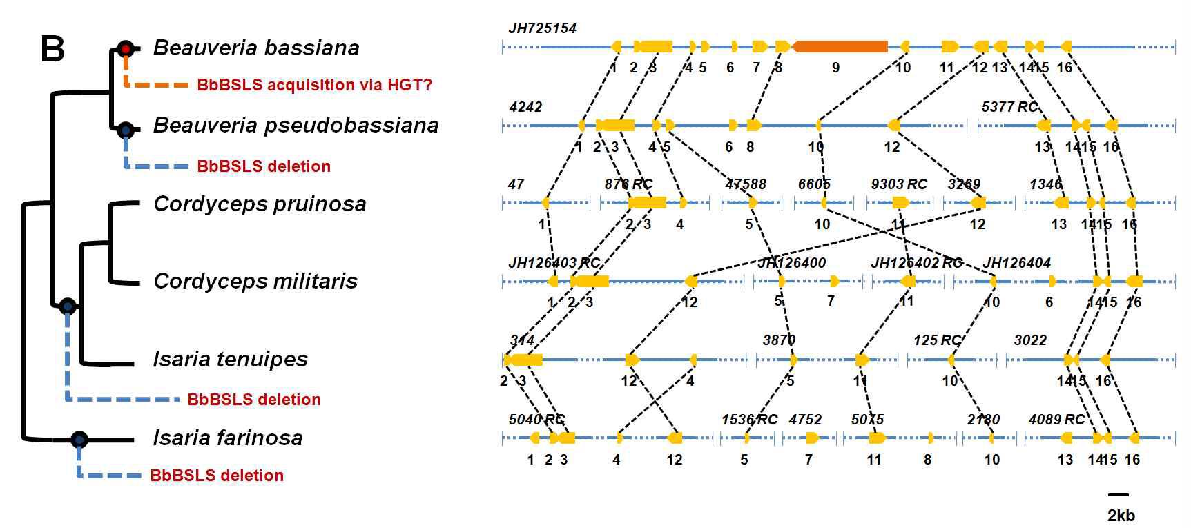 Syntenic comparison of beauvericin (A) and bassianolide (B) biosynthetic gene clusters between Beauveria bassiana and its allies, B. pseudobassiana, Cordyceps militaris, C. pruinosa, Isaria farinosa, and I . tenuipes. On the left, schematic drawing shows species phylogeny of representative hypocrealean species. Scaffolds named with an –RC suffix represent that the corresponding scaffold is reverse-complemented. Putatively orthologous genes are connected with dotted lines. A. The secondary metabolite gene cluster responsible for beauvericin biosynthesis in B.