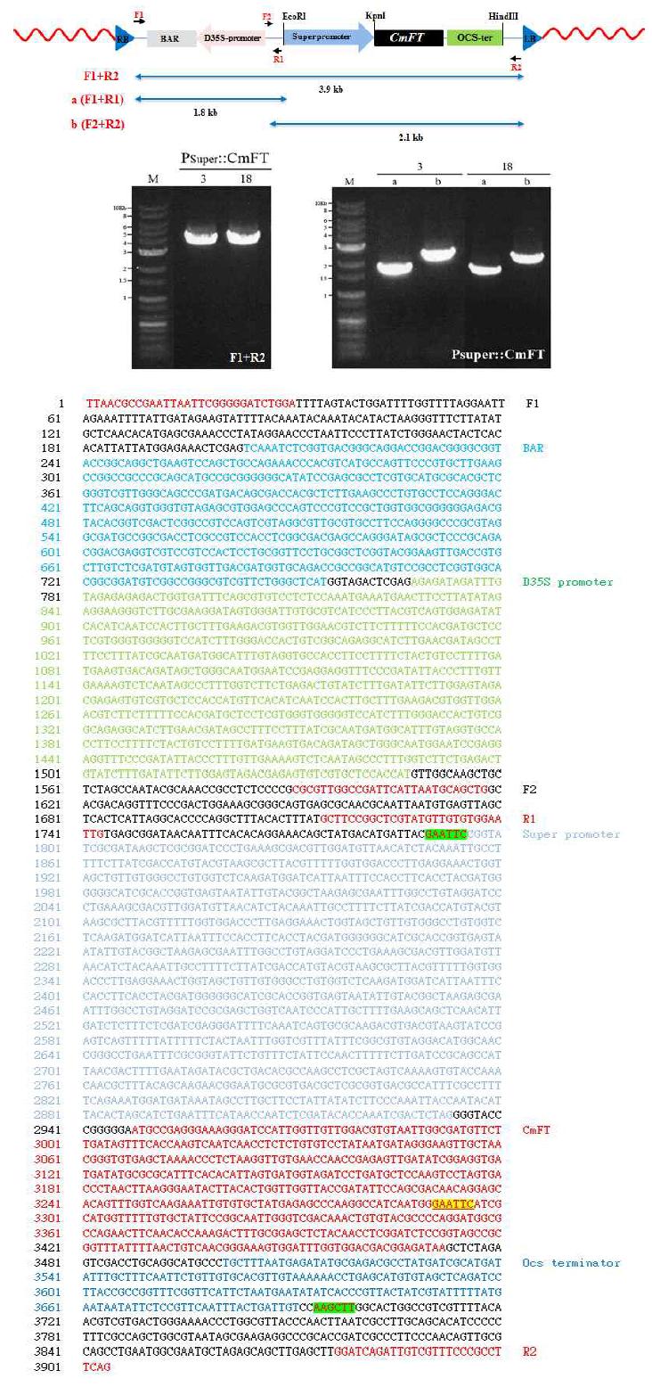 CmFT 국화 형질전환체의 삽입 T-DNA 구조분석