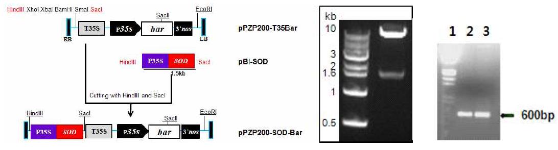 내환경성 유전자 SOD2삽입 고유벡터 pPZP200-Bar 모식도(좌), pPZP200-bar (HindIII와 SacI을 이용한 제한효소 처리, 예상 크기 = 8.6 kb + 1.5 kb) 제작 확인(중) 및 Agrobacterium tumefaciens LBA4404에 형질전환된 pPZP200/SOD2 삽입 확인(1, Lambda EcoRI + HindIII; 2, SOD2/pBI121; 3, SOD2/pPZP200)(우)