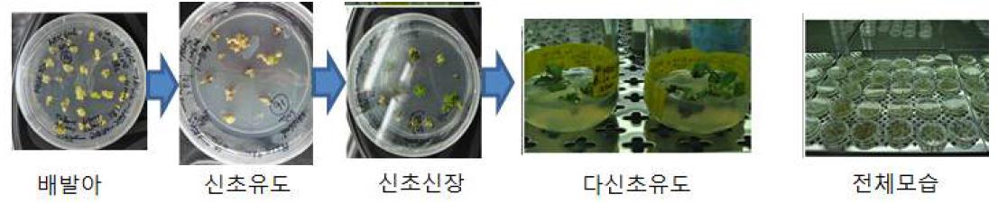 내환경성 유전자 SOD2 및 GPD 도입 후 장미 재분화 식물체 획득 모습