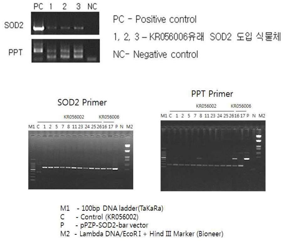 내환경성 증진 유전자 SOD2 도입 후 선발배지에서 재분화된 장미 식물체 PCR 분석