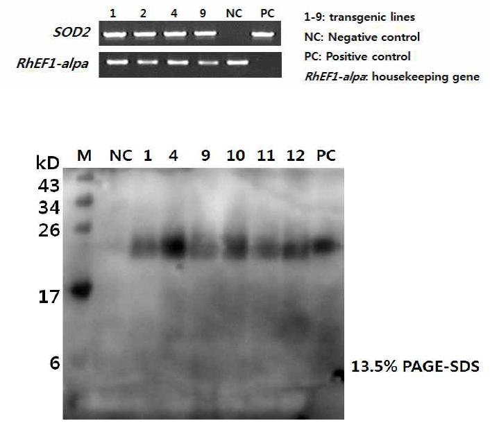 내환경성 증진 유전자 SOD2 장미 형질전환체 RT-PCR(상) 및Western (하) 분석