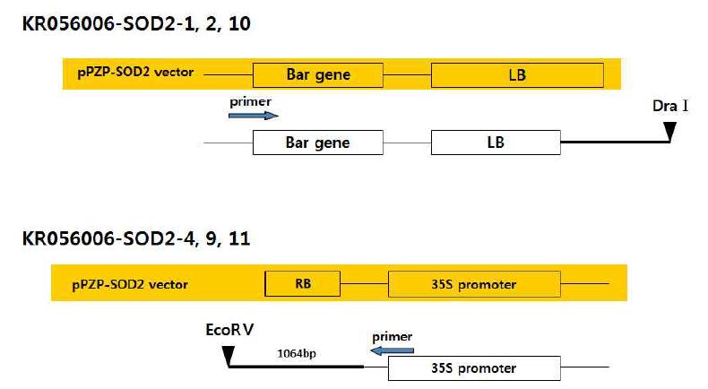 내환경성 증진 유전자 SOD2 장미 형질전환체 도입유전자 주변 염기서열 분석