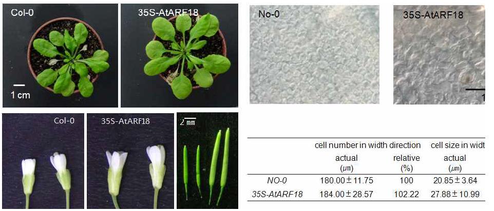 ARF18 과발현 애기장대의 식물체와 꽃, 장각과의 표현형과 잎 기관의 세포 모양 및 통계적 분석