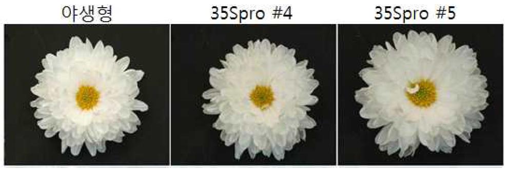 야생형과 CaMV 35S 프로모터를 통해 과발현 AtARF18 형질전환 국화의 꽃의 형태