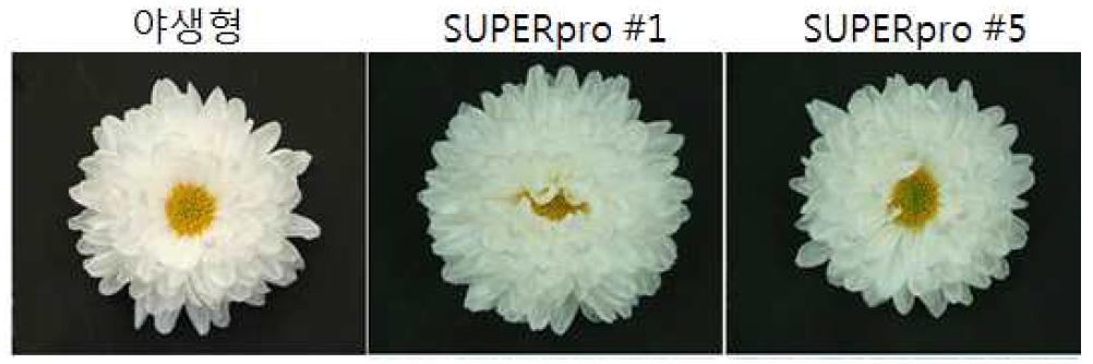 야생형과 SUPER 프로모터를 통해 과발현 AtARF18 형질전환 국화의 꽃의 형태