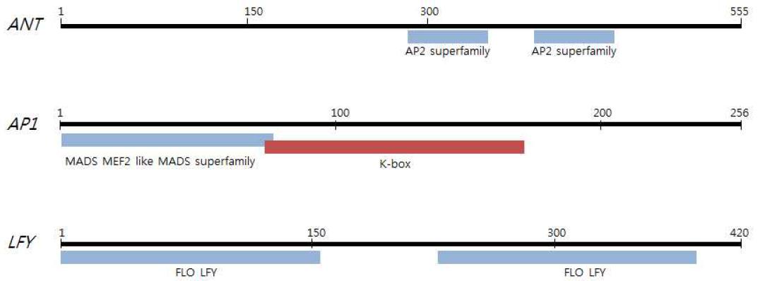 애기장대 유래의 ANT, AP1, LFY 유전자의 구조