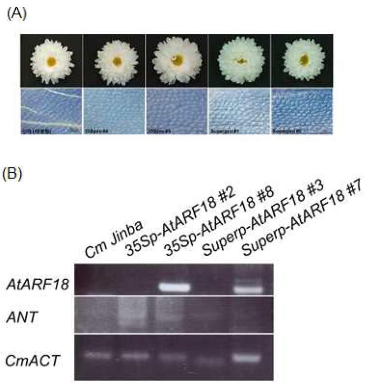 AtARF18 과발현 형질전환 국화의 꽃 및 꽃잎 세포의 형태적 변화(A)와 AtARF18 및 형질발현 검증용 분자 마커 유전자의 발현 양상 분석(B)