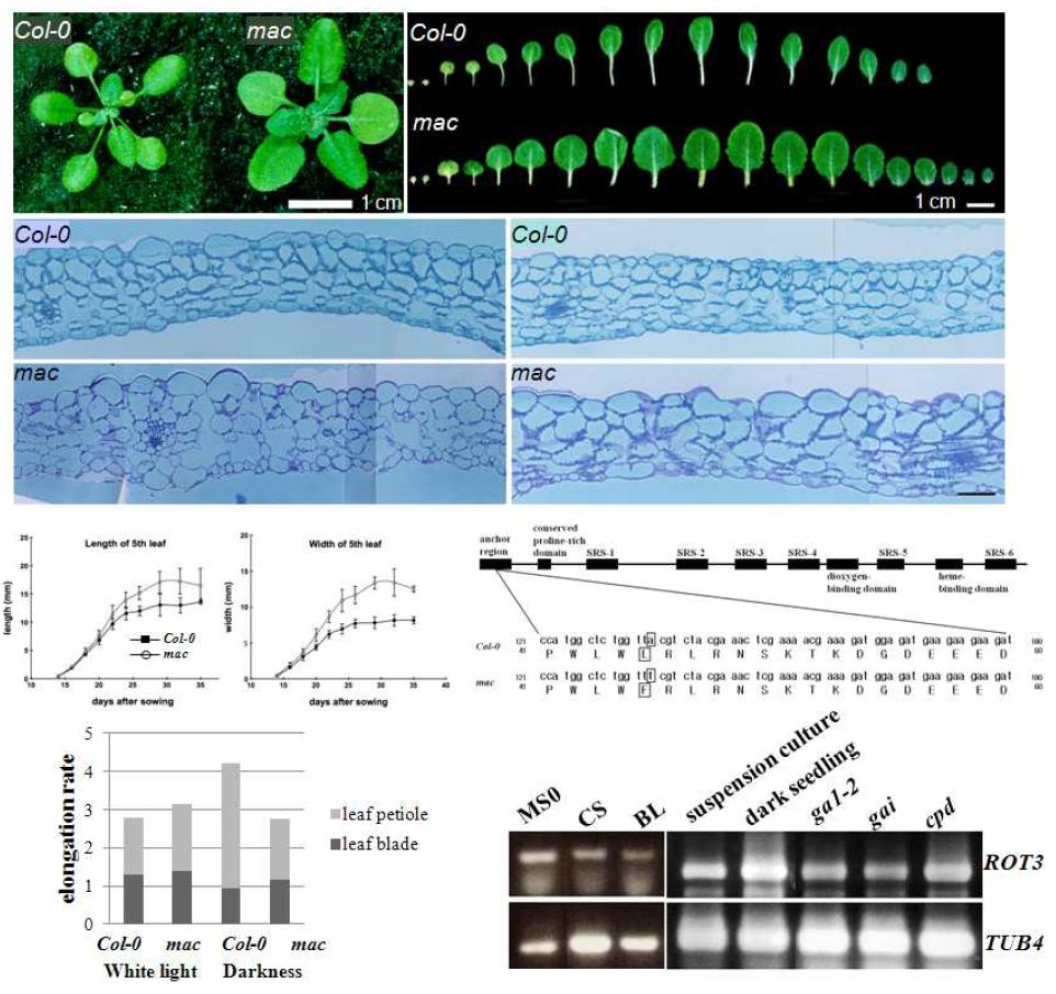 브라시노스테로이드 호르몬의 생합성과 음지회피성 조절기작에 관여하는 ROTUNDIFOLIA3(ROT3) 돌연변이체의 잎과 세포의 표현형