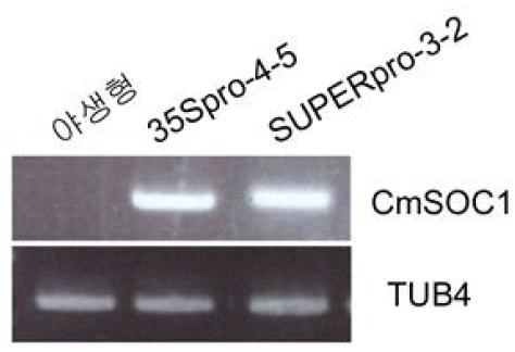 RT-PCR을 통해 검증한 야생형과 CaMV 35S 프로모터와 Super 프로모터를 통해 과발현 CmSOC1 형질전환 애기장대의 CmSOC1 발현량