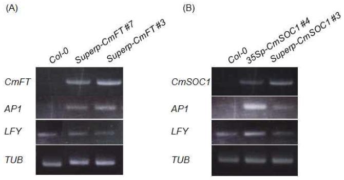 CmFT(A) 및 CmSOC1(B) 과발현 애기장대에서 개화조절 인자들의 발현 양상 변화