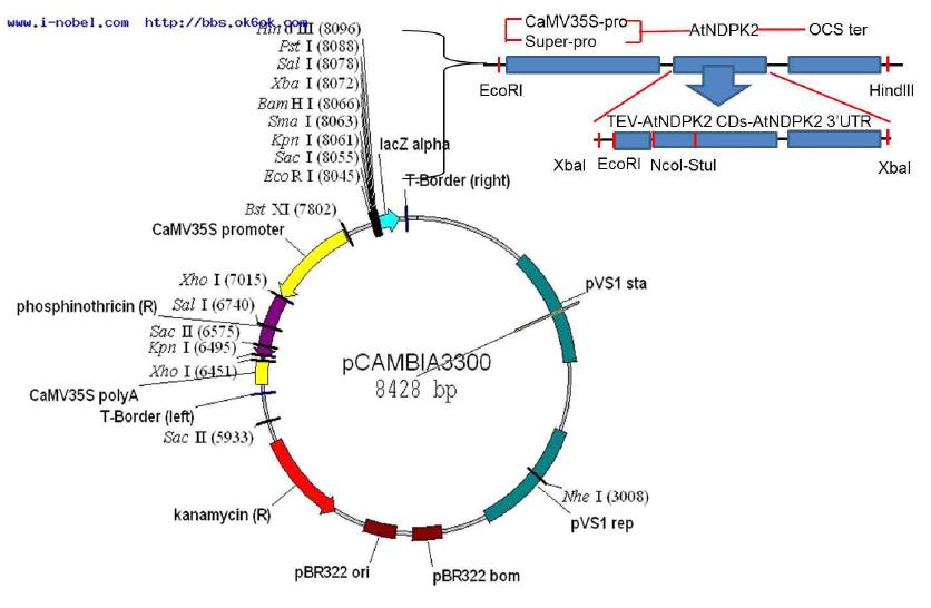 환경적응 유전자 AtNDPK2의 국화 내 최적발현을 위한 발현 벡터지도.