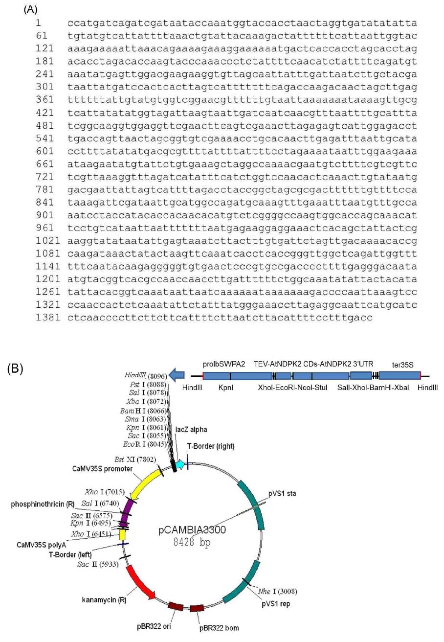 고구마의 환경스트레스 유도 유전자인 SWPA2의 프로모터의 염기 서열(A)과 SWPA2 프로모터의 조절 하에 복합환경스트레스 내성 유전자인 애기장대의 NDPK2의 발현을 이끄는 식물 바이너리 벡터 pCAMBIA3300의 모식도(B)
