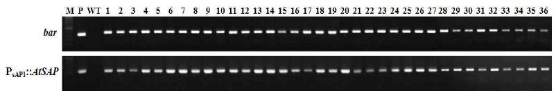 화형 및 생장조절 유전자 PsAP1::AtSAP 도입 국화 ‘신마’ 형질전환 계통의 PCR 분석.