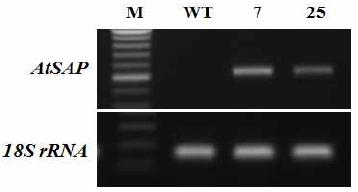 화형 및 생장조절 유전자 PsAP1::AtSAP 도입 국화 ‘신마’ 형질전환 계통의 qPCR 분석