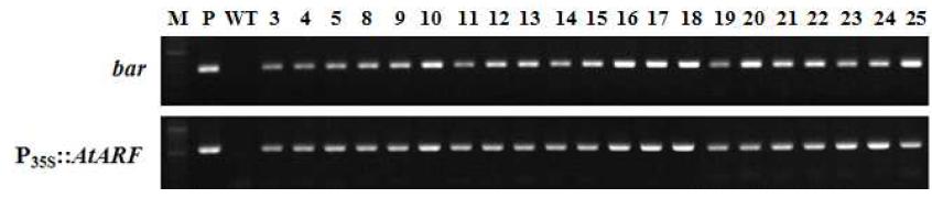 화형 및 생장조절 유전자 P35S::AtARF 도입 국화 ‘신마’ 형질전환 계통의 PCR 분석.