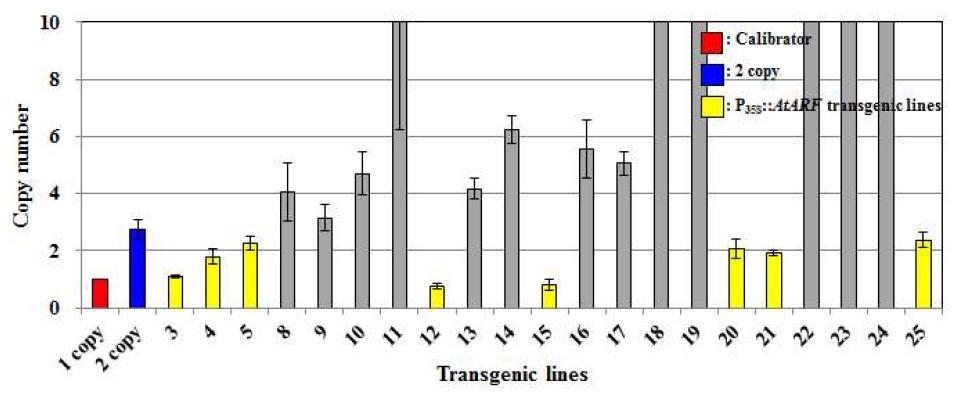 화형 및 생장조절 유전자 P35S::AtARF 도입 국화 ‘신마’ 형질전환 계통의 qPCR 분석
