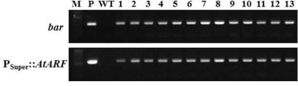 화형 및 생장조절 유전자 PSuper::AtARF 도입 국화 ‘신마’ 형질전환 계통의 PCR 분석.