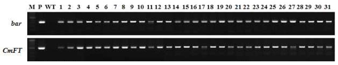 국화 유래 개화조절 유전자 P35S::CmFT 도입 국화 ‘신마’ 형질전환 계통의 PCR 분석.