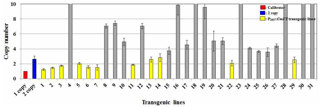 국화 유래 개화조절 유전자 P35S::CmFT 도입 국화 ‘신마’ 형질전환 계통의 qPCR 분석