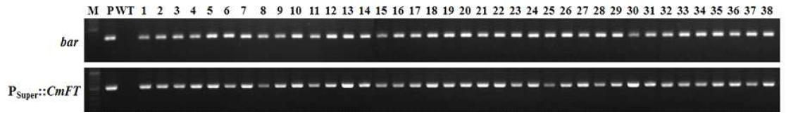국화 유래 개화조절 유전자 PSuper::CmFT 도입 국화 ‘신마’ 형질전환 계통의 PCR 분석.