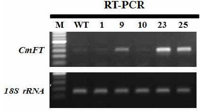 국화 유래 개화조절 유전자 Psuper::CmFT 도입 국화 ‘신마’ 형질전환 계통의 표현형과 RT-PCR 분석