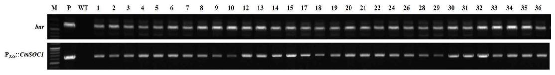 국화 유래 개화조절 유전자 P35S::CmSOC1 도입 국화 ‘신마’ 형질전환 계통의 PCR 분석.