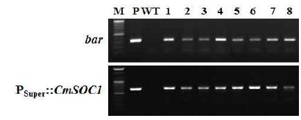 국화 유래 개화조절 유전자 PSuper::CmSOC1 도입 국화 ‘신마’ 형질전환 계통의 PCR 분석.