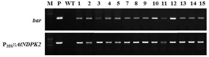 환경스트레스 내성 유전자 P35S::AtNDPK2 도입 국화 ‘신마’ 형질전환 계통의 PCR 분석.