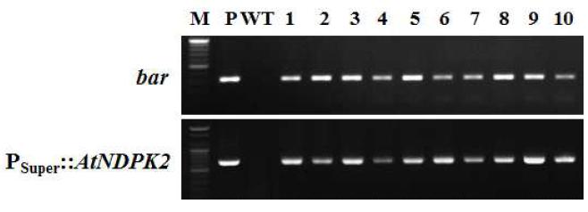 환경스트레스 내성 유전자 PSuper::AtNDPK2 도입 국화 ‘신마’ 형질전환 계통의 PCR 분석.