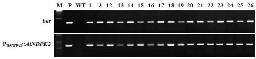 환경스트레스 내성 유전자 PIbSWPA2::AtNDPK2 도입 국화 ‘신마’ 형질전환 계통의 PCR 분석.