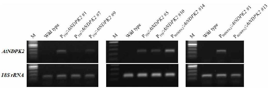 환경스트레스 내성 유전자 AtNDPK2 도입 국화 ‘신마’ 형질전환 계통의 RT-PCR 분석