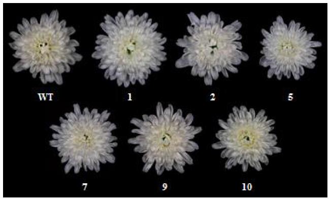 환경스트레스 내성 유전자 P35S::AtNDPK2 도입 국화 ‘신마’ 형질전환체의 꽃 모습