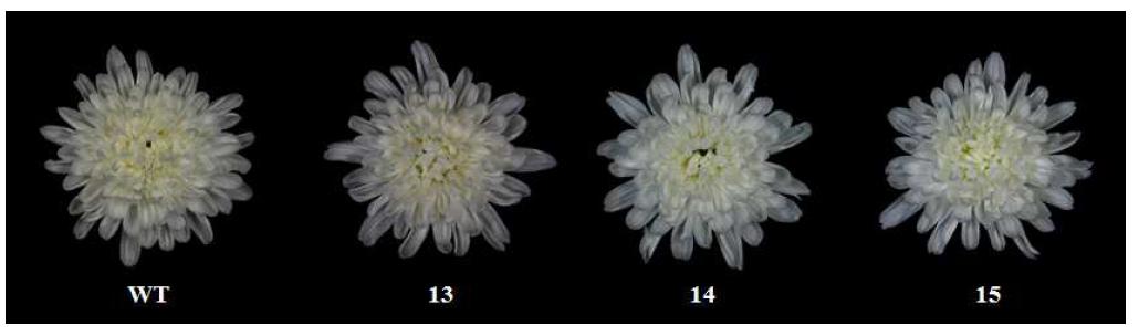 환경스트레스 내성 유전자 PIbSWPA2::AtNDPK2 도입 국화 ‘신마’ 형질전환체의 꽃 모습