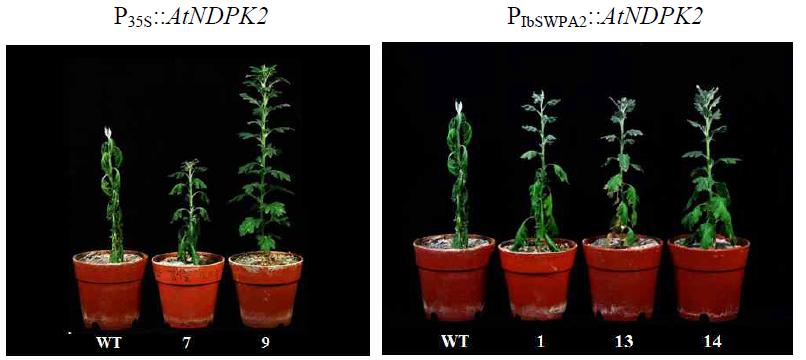 AtNDPK2 유전자 도입 국화 ‘신마’ 형질전환체의 내건성 검정